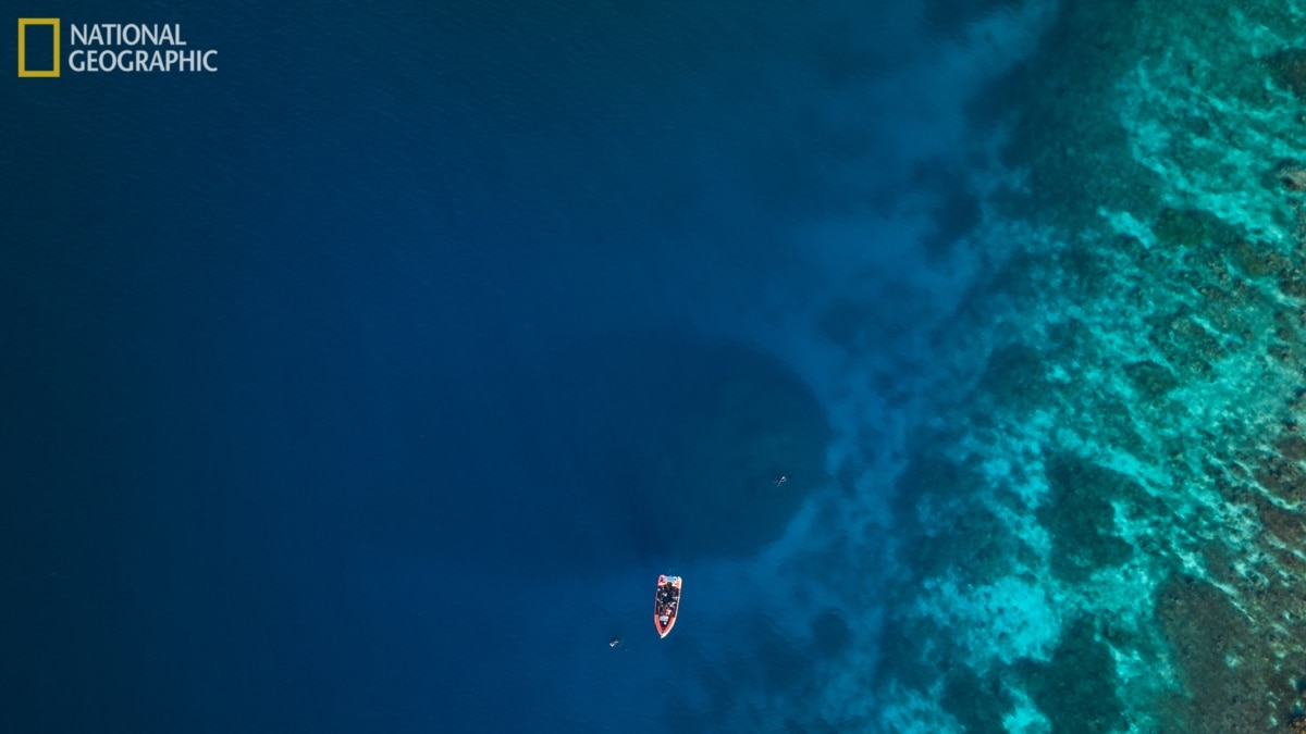 In photos: World’s largest coral discovered in Solomon Islands