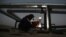 An oil field employee welds a pipeline in the desert oil fields of Sakhir, Bahrain at sunset, June 10, 2014. 