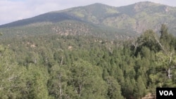 د شمالي وزيرستان ترڅنګ په جنوبي وزيرستان کې هم د اربونو روپو امدن چلغوزه پېدا کېږي.
