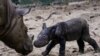 Endangered Sumatran Rhino Born in Indonesia 