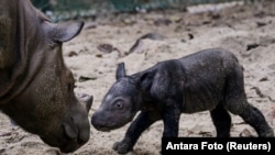 An endangered recently born female Sumatran rhinoceros is seen next to her mother, Ratu, at Sumatran Rhino Sanctuary of Kambas National Park, Lampung, Indonesia September 30, 2023