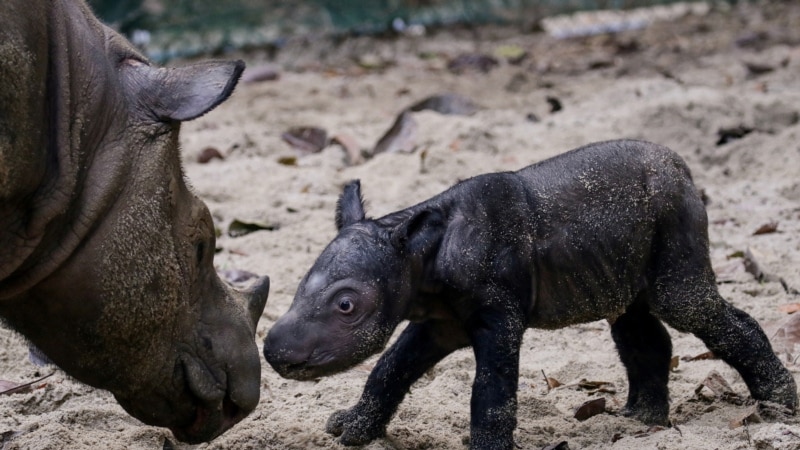 Endangered Sumatran Rhino Born in Indonesia ...