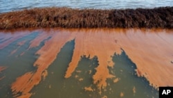 Oil from the BP Deepwater Horizon oil spill coats marsh wetlands in Bay Jimmy near Port Sulphur, Louisiana, 11 Jun 2010 (file photo).