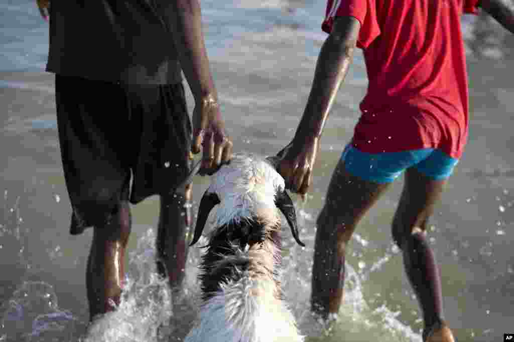 Boys pull a ram into the Atlantic Ocean to wash it in preparation for sacrifice, on the Eid al-Adha feast, in Dakar, Senegal, October 26, 2012.