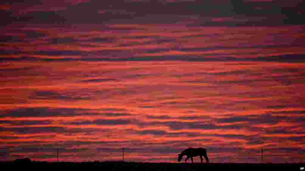 A horse is silhouetted against the morning sky on a meadow in Luehnde near Hannover, northern Germany.