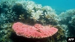 Australian Institute of Marine Science image shows bleaching on a coral reef at Halfway Island in Australia's Great Barrier Reef.