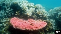 Australian Institute of Marine Science image shows bleaching on a coral reef at Halfway Island in Australia's Great Barrier Reef which lost more than half its coral cover in the past 27 years, October 2, 2012.