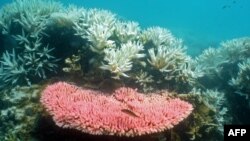 FILE - Australian Institute of Marine Science image shows bleaching on a coral reef at Halfway Island in Australia's Great Barrier Reef.