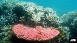 FILE - This undated photo from the Australian Institute of Marine Science shows bleaching on a coral reef at Halfway Island in Australia's Great Barrier Reef.