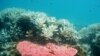 Great Barrier Reef Shows New Damage