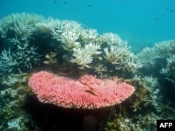 Australian Institute of Marine Science image shows bleaching on a coral reef at Halfway Island in Australia's Great Barrier Reef which lost more than half its coral cover in the past 27 years due to storms, poisonous starfish and bleaching linked to clima