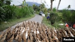 Seorang petani menggiring ternak itiknya sementara di latar belakang Gunung Agung memuntahkan asap di kawasan evakuasi di Kabupaten Karangasem, Bali (foto: dok).