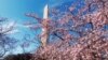2018年华盛顿樱花季