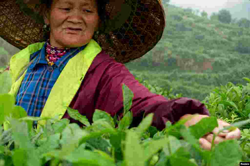ایک چینی خاتون چائے کی پتیاں توڑ توڑ کر ایک جگہ جمع کررہی ہیں۔ اس کے بعد ان پتیوں کو یکجا کرکے مزید پروسیس کے لئے فیکڑیوں کو روانہ کیا جائے گا۔ &nbsp; &nbsp; 
