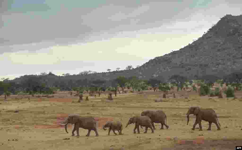 تصویری از فیل های حیات وحش کنیا &nbsp;