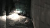 Балканскиот рис во исчезнување?