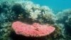 Coral Bleaching a Growing Threat in Ocean Waters