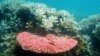 Global Warming Surge May Rout Great Barrier Reef's Natural Defenses