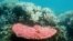 FILE - This undated photo from the Australian Institute of Marine Science shows bleaching on a coral reef at Halfway Island in Australia's Great Barrier Reef.