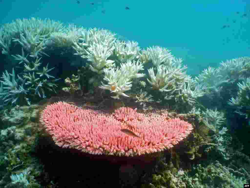 Australian Institute of Marine Science image shows bleaching on a coral reef at Halfway Island in Australia's Great Barrier Reef which lost more than half its coral cover in the past 27 years due to storms, poisonous starfish and bleaching linked to clima
