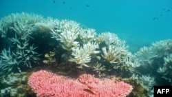 ຮູບພາບ ຂອງສະຖາບັນວິທະຍາສາດ ທາງທະເລ ອອສເຕຣເລຍ ສະແດງໃຫ້ເຫັນ ເຖິງການປ່ຽນສີ ຂອງຫີນປະກາຣັງ ໃນບໍລິເວນເກາະ Halfway ໃນເຂດ Great Barrier Reef ຂອງອອສເຕຣເລຍ.