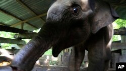 Belalai bayi gajah di Alue Meuraksa, Aceh Jaya tinggal separuh pasca diamputasi hari Senin (15/11). 