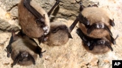 FILE - This undated photo from the U.S. Fish and Wildlife Service shows little brown bats with the fuzzy white patches of fungus typical of white nose syndrome, which affects at least 12 species nationwide.