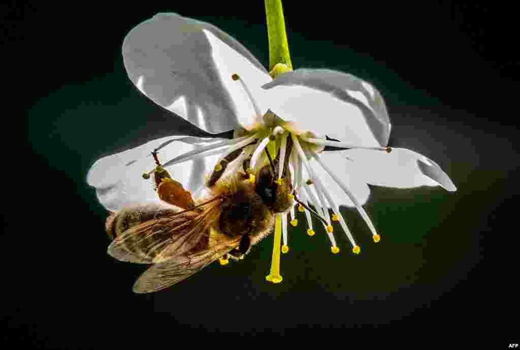 A bee gathers pollen on a blooming branch of a cherry tree in a garden outside Moscow, Russia.