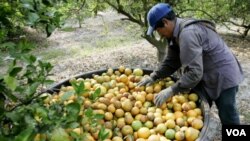 Muchos mexicanos se han visto atraídos por las oportunidades de empleos agrícolas en Florida.