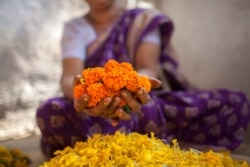 Rupa Trivedi's workshop, Adiv Pure Nature, uses 900 kilos of marigold petals a week to dye fabrics. (True Colors by Keith Recker)