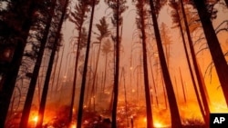 El incendio Dixie arde a lo largo de una ladera cerca de Taylorsville en el condado de Plumas, California, el 13 de agosto de 2021.