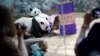 美国出生的大熊猫双胞胎被送回中国