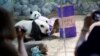 贸易战阴影下，中国从美国收回两只大熊猫