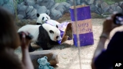 资料照：美国出生的大熊猫双胞胎美轮和美奂在亚特兰大动物园两岁生日时赏玩生日礼物。它们在11月3日被送回中国。(2015年7月15日)