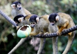 Black-capped squirrel monkeys are fed treats from a papier-mache Easter egg at ZSL London Zoo in London, Britain, April 18, 2019. (Reuters/Peter Nicholls)