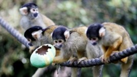 Black-capped squirrel monkeys are fed treats from a papier-mache Easter egg at ZSL London Zoo in London, Britain, April 18, 2019. (Reuters/Peter Nicholls)