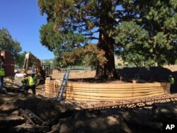 FILE - Workers build a burlap, plywood and steel-pipe structure to contain the rootball so they can move the roughly 100-foot sequoia tree in Boise, Idaho, June 22, 2017.