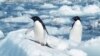 Pembahasan Pembentukan Cagar Alam Laut Antartika Macet