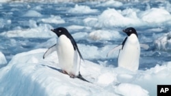 (File) Penguins in the Antarctic's Cape Royds. A plan to protect in the Southern Ocean and Ross Sea has failed. 