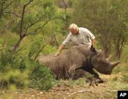 Dr. Flamand assists with the release of a black rhino on land in KwaZulu-Natal, South Africa
