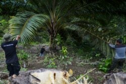 Para petugas menebang pohon kelapa sawit ilegal yang ditanam di lokasi taman nasional Gunung Leuser, kabupaten Subulussalam, provinsi Aceh (foto: dok).