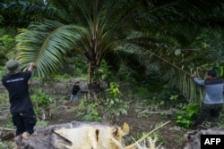 Indonesian rangers cut down illegal palm oil trees within the protected Leuser ecosystem rainforest in the Subulussalam district, Aceh province, Jan. 9, 2019.