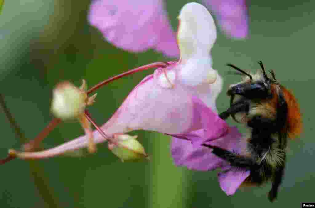 A bumblebee collects pollen from a flower in a garden in Vertou near Nantes, France.