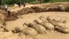 Elephant Herd Rescued from War-Era Bomb Crater in Cambodia