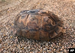 In this Thursday, March 28, 2019 photo, a tortoise shell is seen from Arizona's desert region. Arizona wildlife officials are on the lookout for bear, bison, badger and other carcasses for Native Americans' religious and cultural use.