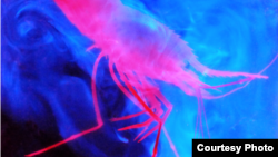 Sea Life Color Codes Food to Evade Danger