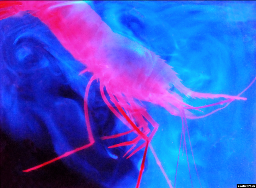 Deep sea shrimp spew out chemicals that generate light where they mix in the surrounding currents, Credit: Sonke Johnsen