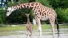 Study: Giraffes Belong to Four Species, Not One