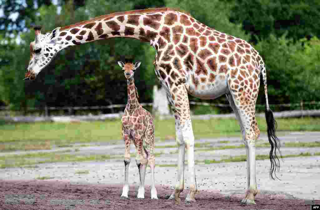 Chester Zoo&#39;s newest baby giraffe Kidepo steps out for the first time with his mother Orla as the zoo shows off the three calfs born at the zoo within eight months at Chester Zoo in Chester, north west England.