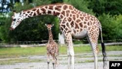 FILE - Chester Zoo's newest baby giraffe, Kidepo, steps out for the first time with his mother, Orla, at Chester Zoo in Chester, north west England, Aug. 3, 2015.